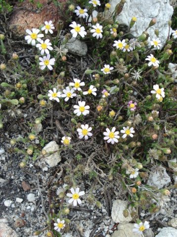 Polyarrhena stricta